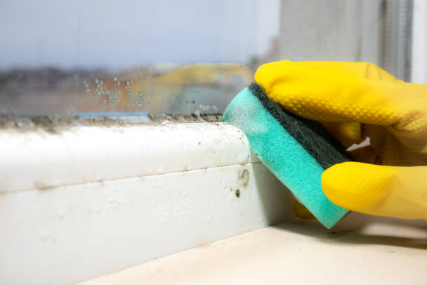 Best Fast Mold Removal  in Clearwater, MN