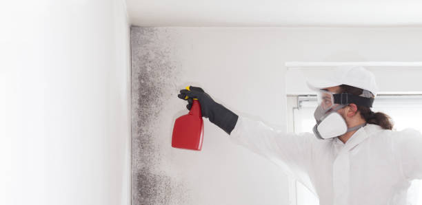 Best Attic Mold Removal  in Clearwater, MN