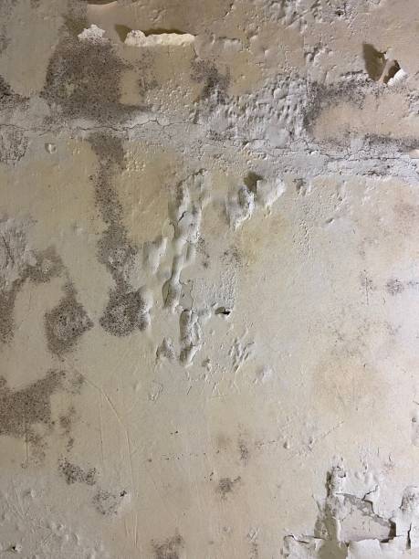 Certified Mold Removal in Clearwater, MN