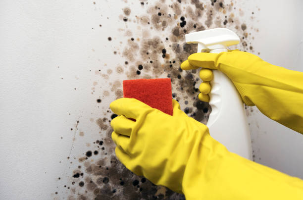 Best Mold Damage Repair  in Clearwater, MN