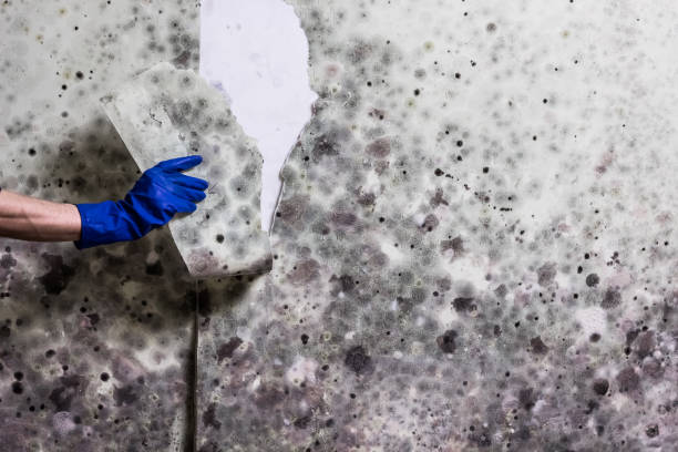 Best Emergency Mold Removal  in Clearwater, MN
